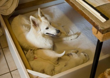 La mamma con noi cuccioli