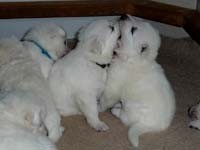 I miei piccoli a tre settimane e mezzo