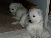 I miei piccoli a tre settimane e mezzo