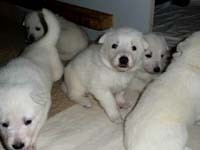 I miei piccoli a tre settimane e mezzo