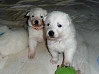 I miei piccoli a tre settimane e mezzo