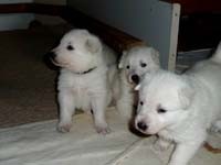 I miei piccoli a tre settimane e mezzo